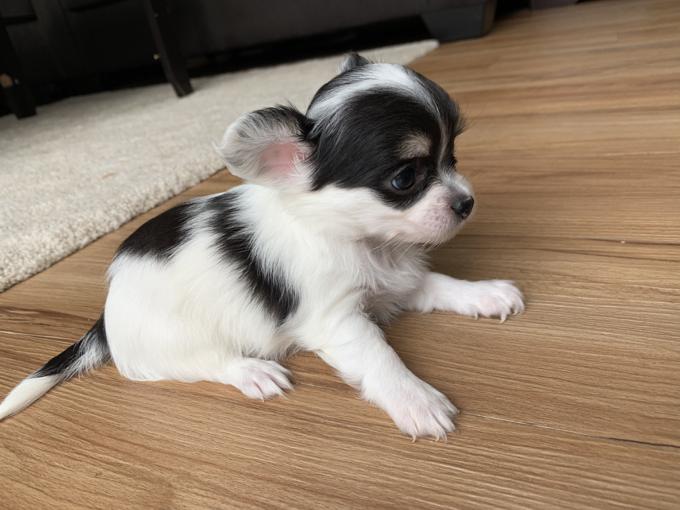 Long coat female Teacup chihuahua